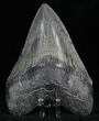 Serrated Megalodon Tooth - Georgia #32669-3